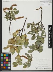 Foto von Salix hastata L.